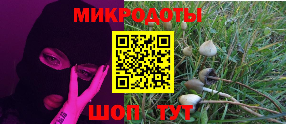Псилоцибиновые грибы Cubensis Балтийск